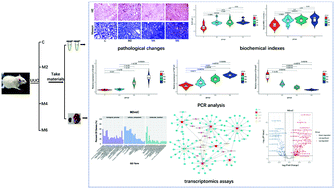 Graphical abstract: Screening and identification of key microRNAs and regulatory pathways associated with the renal fibrosis process