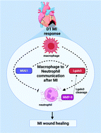 Graphical abstract: Macrophages secrete murinoglobulin-1 and galectin-3 to regulate neutrophil degranulation after myocardial infarction