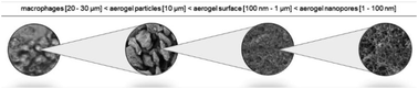 Graphical abstract: Aerogels are not regulated as nanomaterials, but can be assessed by tiered testing and grouping strategies for nanomaterials