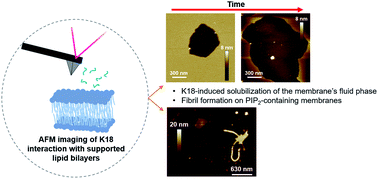 Graphical abstract: Interaction of Tau construct K18 with model lipid membranes