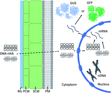 Graphical abstract: A nano-biomimetic transformation system enables in planta expression of a reporter gene in mature plants and seeds