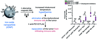 Graphical abstract: Hyperthermia-mediated changes in the tumor immune microenvironment using iron oxide nanoparticles