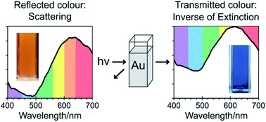 Graphical abstract: Mie theory and the dichroic effect for spherical gold nanoparticles: an experimental approach