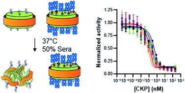 Graphical abstract: Nanolipoprotein particles for co-delivery of cystine-knot peptides and Fab–based therapeutics