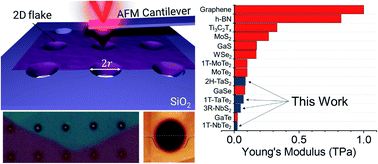 Graphical abstract: High elasticity and strength of ultra-thin metallic transition metal dichalcogenides