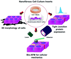 Graphical abstract: A designer cell culture insert with a nanofibrous membrane toward engineering an epithelial tissue model validated by cellular nanomechanics