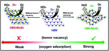 Graphical abstract: Boron vacancy: a strategy to boost the oxygen reduction reaction of hexagonal boron nitride nanosheet in hBN–MoS2 heterostructure