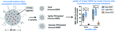 Graphical abstract: The effect of PEGylation on the efficacy and uptake of an immunostimulatory nanoparticle in the tumor immune microenvironment
