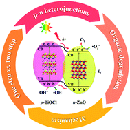 Graphical abstract: One-pot construction of robust BiOCl/ZnO p–n heterojunctions with semi-coherent interfaces toward improving charge separation for photodegradation enhancement