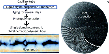 Graphical abstract: Concentric chiral nematic polymeric fibers from cellulose nanocrystals