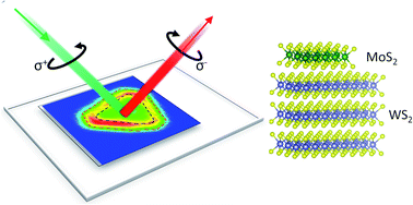 Graphical abstract: Anomalously polarised emission from a MoS2/WS2 heterostructure