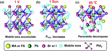 Graphical abstract: Rapid degradation behavior of encapsulated perovskite solar cells under light, bias voltage or heat fields