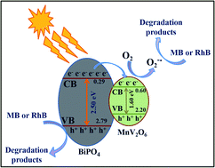 Graphical abstract: Sunlight driven photocatalytic degradation of organic pollutants using a MnV2O6/BiVO4 heterojunction: mechanistic perception and degradation pathways