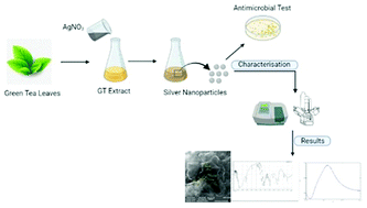 Graphical abstract: Green synthesis of silver nanoparticles using green tea leaf extract, characterization and evaluation of antimicrobial activity