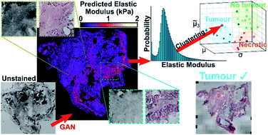 Graphical abstract: Stain-free identification of tissue pathology using a generative adversarial network to infer nanomechanical signatures