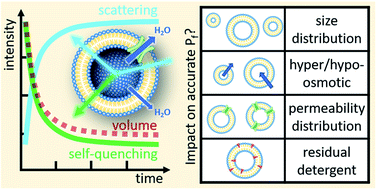 Graphical abstract: Scattering versus fluorescence self-quenching: more than a question of faith for the quantification of water flux in large unilamellar vesicles?