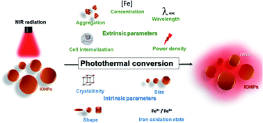 Graphical abstract: Assessing the parameters modulating optical losses of iron oxide nanoparticles under near infrared irradiation