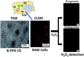 Graphical abstract: Carbon dot based nucleus targeted fluorescence imaging and detection of nuclear hydrogen peroxide in living cells