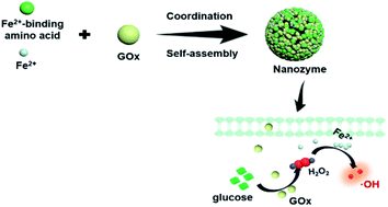 Graphical abstract: An amino acid-based supramolecular nanozyme by coordination self-assembly for cascade catalysis and enhanced chemodynamic therapy towards biomedical applications