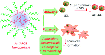 Graphical abstract: Nanoconfined anti-oxidizing RAFT nitroxide radical polymer for reduction of low-density lipoprotein oxidation and foam cell formation