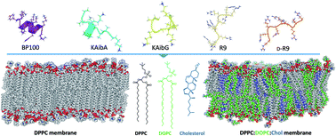 Graphical abstract: Molecular dynamics study of the internalization of cell-penetrating peptides containing unnatural amino acids across membranes