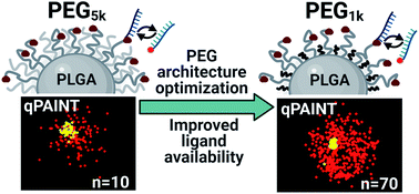 Graphical abstract: Quantifying the effect of PEG architecture on nanoparticle ligand availability using DNA-PAINT