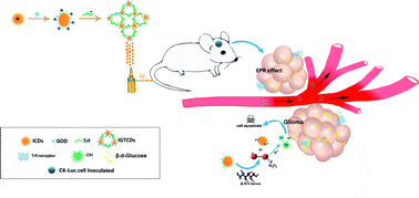 Graphical abstract: Targeted therapy for the treatment of gliomas with multifunctional orange emissive carbon dots