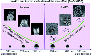 Graphical abstract: Hollow carbon nanospheres embedded with stoichiometric γ-Fe2O3 and GdPO4: tuning the nanospheres for in vitro and in vivo size effect evaluation