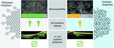 Graphical abstract: Graphene-based phenformin carriers for cancer cell treatment: a comparative study between oxidized and pegylated pristine graphene in human cells and zebrafish