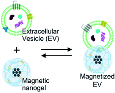 Graphical abstract: Reversible conjugation of biomembrane vesicles with magnetic nanoparticles using a self-assembled nanogel interface: single particle analysis using imaging flow cytometry