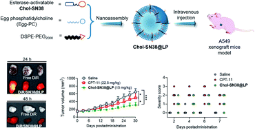Graphical abstract: An esterase-activatable prodrug formulated liposome strategy: potentiating the anticancer therapeutic efficacy and drug safety