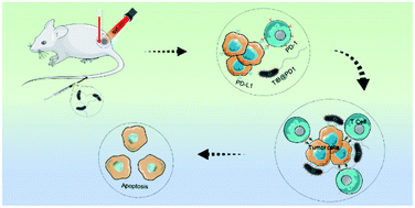 Graphical abstract: Bacteria-mediated tumor immunotherapy via photothermally-programmed PD1 expression