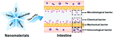 Graphical abstract: Impact of nanomaterials on the intestinal mucosal barrier and its application in treating intestinal diseases