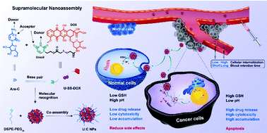 Graphical abstract: Molecular recognition-driven supramolecular nanoassembly of a hydrophobic uracil prodrug and hydrophilic cytarabine for precise combination treatment of solid and non-solid tumors