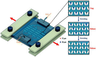 Graphical abstract: On-demand deterministic release of particles and cells using stretchable microfluidics