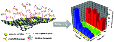 Graphical abstract: Poly-l-lysine-functionalized magnetic graphene for the immobilized metal affinity purification of histidine-rich proteins