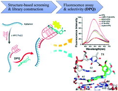 Graphical abstract: A novel fluorescent probe with a pyrazolo[4,3-c]quinoline core selectively recognizes c-MYC promoter G-quadruplexes