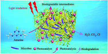 Graphical abstract: The intimate coupling of photocatalysis and biodegradation for the degradation and mineralization of atrazine in water