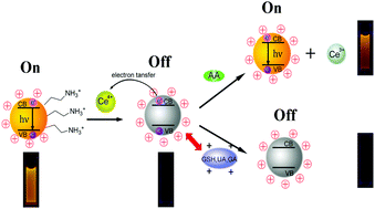 Graphical abstract: An electrostatic repulsion strategy for a highly selective and sensitive “switch-on” fluorescence sensor of ascorbic acid based on the cysteamine-coated CdTe quantum dots and cerium(iv)