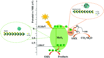 Graphical abstract: In situ construction of MoS2@CoS2 spherical hydrangea-shaped clusters for enhanced visible-light photocatalytic degradation of sulfamethoxazole