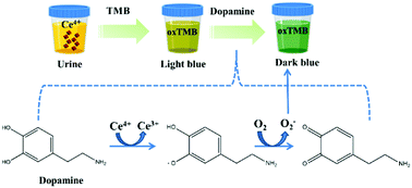 Graphical abstract: Rapid and sensitive colorimetric detection of dopamine based on the enhanced-oxidase mimicking activity of cerium(iv)