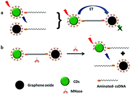 Graphical abstract: Biomass derived carbon dot decorated ssDNA for a ‘turn-on’ fluorescent assay for detection of Staphylococcus aureus MNase