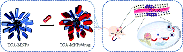 Graphical abstract: Supramolecular-interaction-mediated aggregation of anticarcinogens on triformyl cholic acid-functionalized Fe3O4 nanoparticles and their dual-targeting treatment for liver cancer