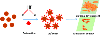 Graphical abstract: Self-healing functionalization of sulfonated hafnium oxide and copper oxide nanocomposite for effective biocidal control of multidrug-resistant bacteria