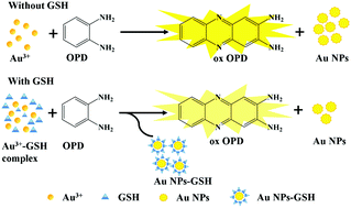 Graphical abstract: Label-free colorimetric detection of glutathione by autocatalytic oxidation of o-phenylenediamine based on Au3+ regulation and its application