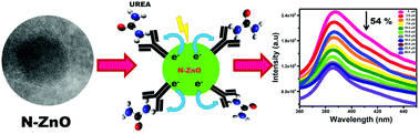 Graphical abstract: N-Doped zinc oxide as an effective fluorescence sensor for urea detection