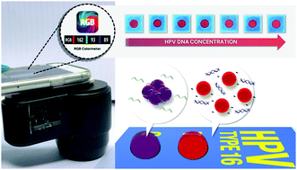 Graphical abstract: Paper-based DNA sensor enabling colorimetric assay integrated with smartphone for human papillomavirus detection