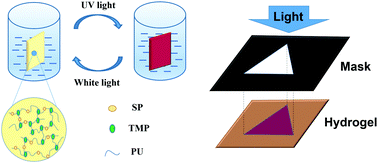 Graphical abstract: An effective approach for fabricating high-strength polyurethane hydrogels with reversible photochromic performance as a photoswitch