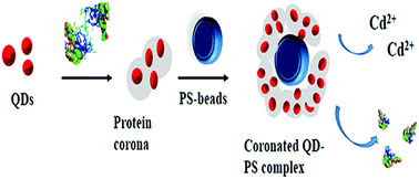 Graphical abstract: Exploring the interactions between protein coronated CdSe quantum dots and nanoplastics