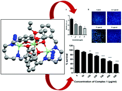 Graphical abstract: A trinuclear Zn(ii) Schiff base azido compound: synthesis, structure and exploration of antimicrobial activity
